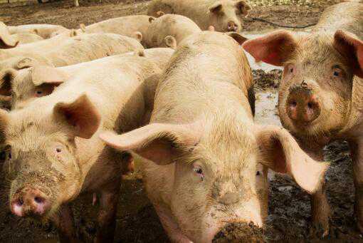 2021年下半年生猪价格预测：7月猪价会涨吗？