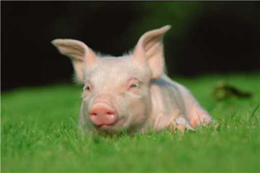 养猪的利润与成本是什么？目前养猪前景如何？