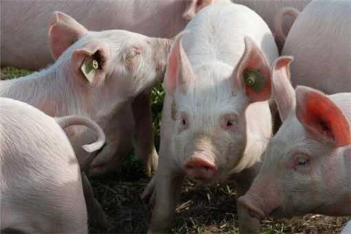 猪肉批发价格连续11周下降！2020年下半年猪价走势如何？