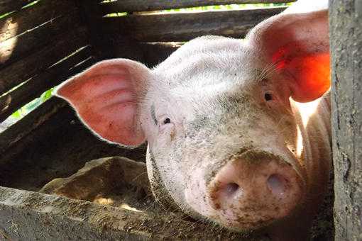 在农村养100头猪一年能赚多少钱？附养猪管理
