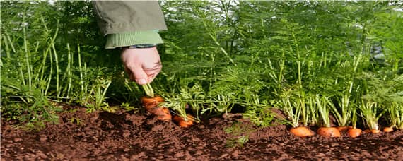 胡萝卜适合什么土壤生长 萝卜适合生长的土壤