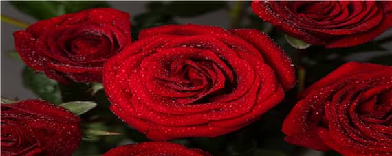 玫瑰花适合什么土壤种植 盆栽玫瑰花用什么土种植最好