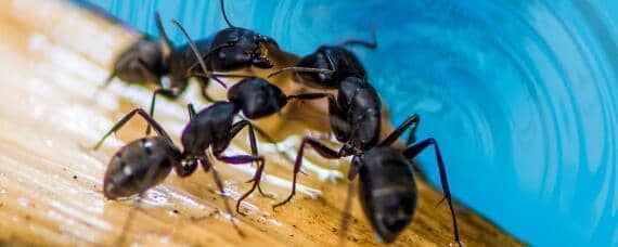 蚂蚁的生活特性（蚂蚁的特征和生活方式）