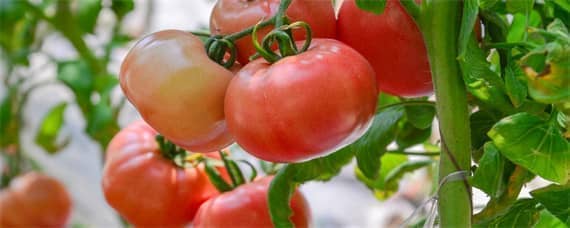 西红柿开花了怎么授粉