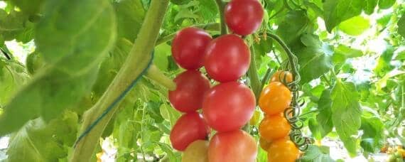 盆栽西红柿什么时候打顶 盆栽西红柿要打顶吗