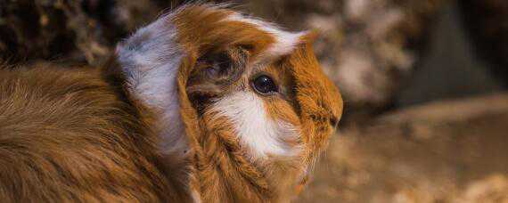 荷兰猪惊吓过度的症状 荷兰猪受到惊吓的表现