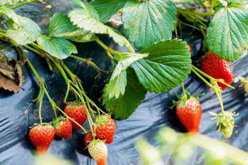 草莓需要补钙吗 草莓需要补钙吗种植过程中