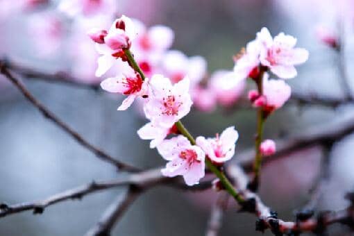 桃花的花期通常在几月 桃花的花期是几月份