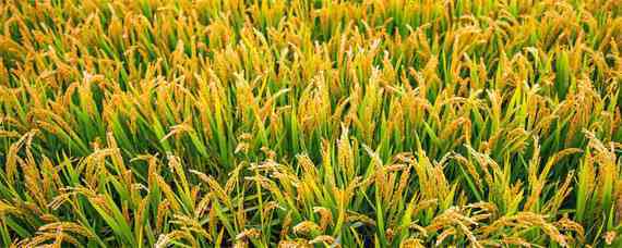 金粳787水稻品种介绍