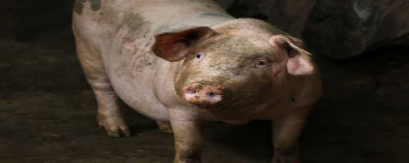 非洲猪瘟早期症状 非洲猪瘟早期症状图 母猪