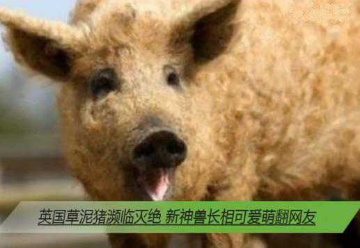 草泥猪 草泥猪是什么动物