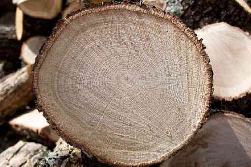 橡树是制作家具的上好木材吗