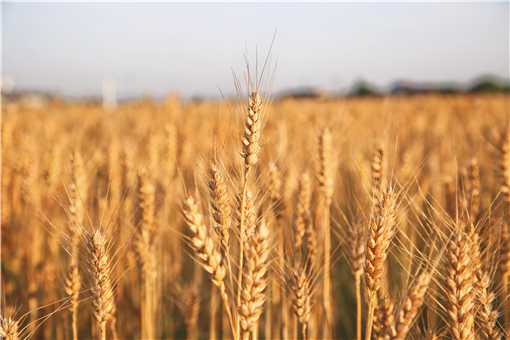 2021年新麦收购价格具体是多少 2021新麦26优质麦收购价格