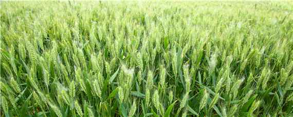 11月种小麦每亩用多少种子 十月底种小麦:一亩地要用多少麦种