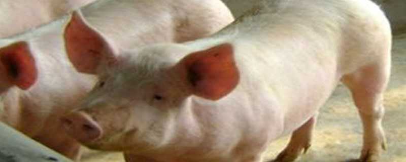 育肥猪的非洲猪瘟早期症状 非洲猪瘟的仔猪症状