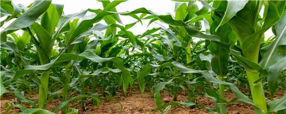 强系8178玉米种子特征（8118玉米种子的特征）