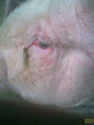 猪病诊断从猪眼睛辨别（猪眼睛是什么样的）