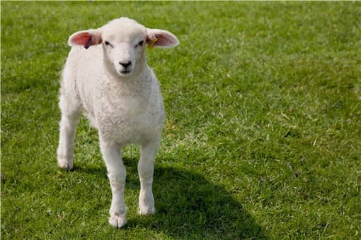 适合圈养的羊品种有哪些