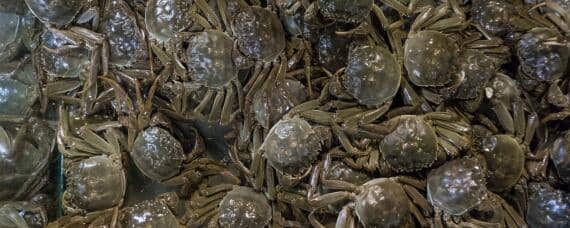 螃蟹可以养多久 螃蟹可以养多久不死