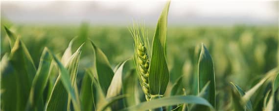 郑麦379小麦品种介绍
