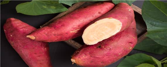 红薯的种植技术和管理