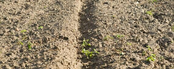 使用哪种氮肥最易引起土壤板结 施用哪种氮肥最易引起土壤板结