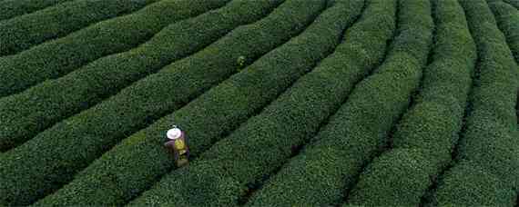 生态有机茶叶品质形成的关键技术