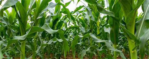 玉米一亩地种多少株 玉米一亩地种多少株怎么算