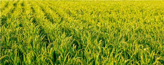 袁隆平研究的水稻亩产多少 袁隆平最新科研成果水稻亩产达到多少斤