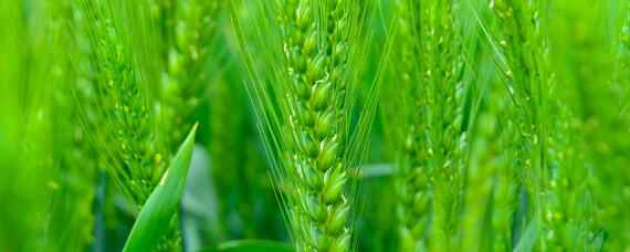 郑麦1860小麦品种介绍（郑麦150小麦品种）
