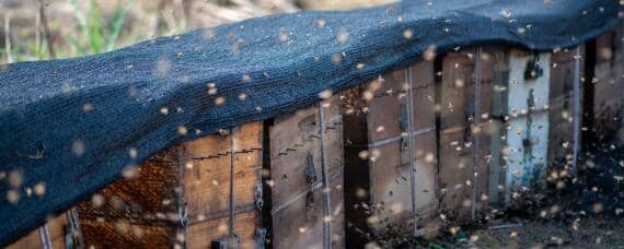 11月份收的蜂能不能过冬（九月初收蜂能过冬吗）