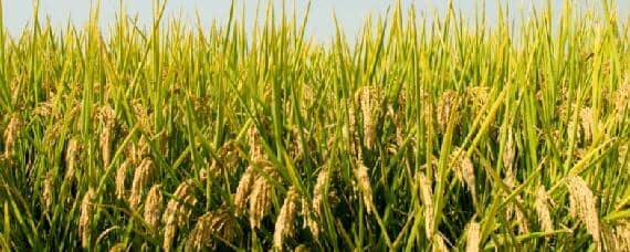 水稻适合什么土壤类型