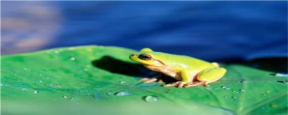牛蛙为什么是生态杀手 牛蛙为什么是生态杀手?
