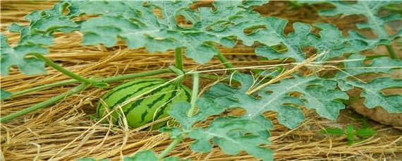 培育无籽西瓜的育种方法称为 培育无籽西瓜的育种方法称为什么方法
