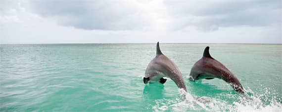 海豚生殖发育的特点是 人类和海豚的发育过程