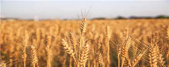 立冬播小麦需要多少麦种 冬小麦何时播种