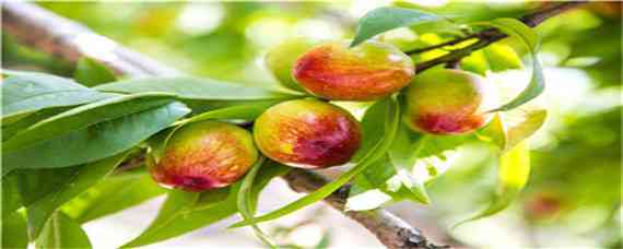 冬桃的种植技术与管理 冬桃种植条件