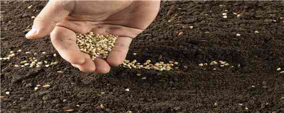 黑麦草种子一亩要用多少种子（黑麦草一亩地需要多少斤种子）