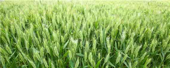 丰德存麦21小麦品种 丰德存麦21小麦品种价格