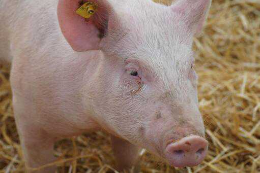 开办一个小型养猪场要投资多少钱 开办一个养猪场需要多少钱