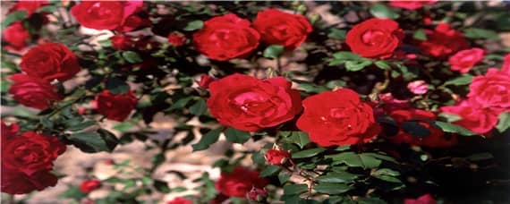 玫瑰花适合什么土壤酸碱度 玫瑰花适应什么土壤