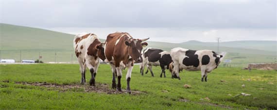农村养牛的方法和技术 农村养牛技巧