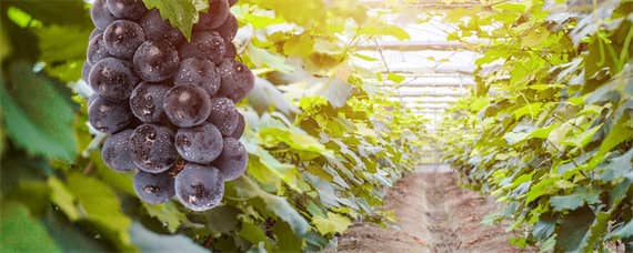 葡萄种植方法与技术管理 庭院葡萄种植方法与技术管理