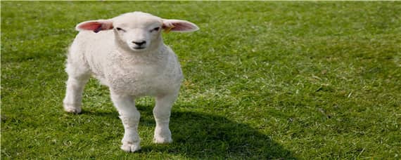 羊下跪是什么原因 羊为什么喜欢下跪
