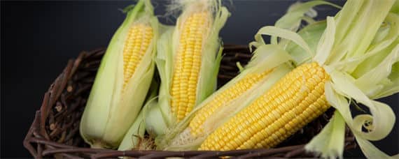 玉农76玉米品种介绍 新玉76号玉米品种介绍