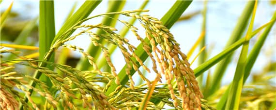 繁殖水稻的第一步是什么 繁殖水稻的第一步是什么呢?晒种插秧