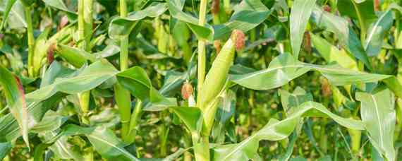 金博士3107玉米种子特征特性