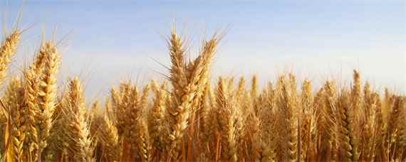 洛麦40品种介绍（洛麦24小麦种）