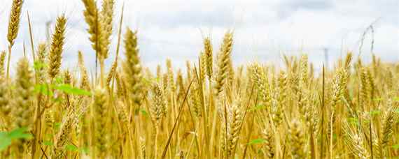 众岱100小麦品种介绍