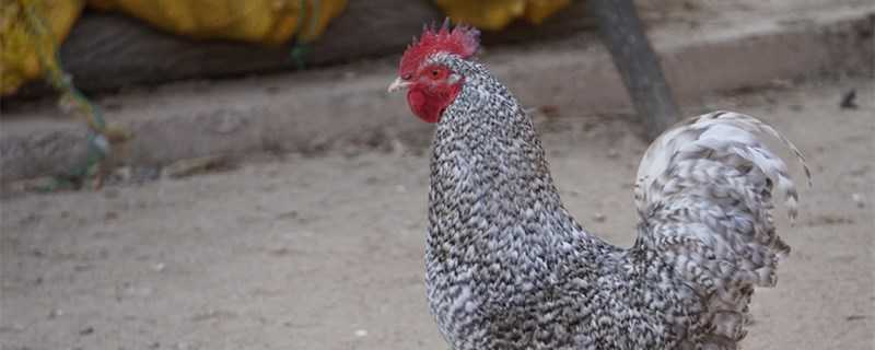 芦花鸡的养殖前景怎么样 芦花鸡养殖成本及利润